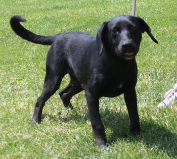 Labrador Retriever Dogs Available for Adoption in Heath, Ohio - Ruff (11921) | PetCurious