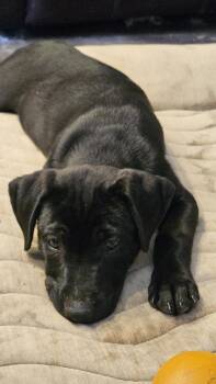 Labrador Retriever and Pit Bull Terrier Dogs Available for Adoption in West Peoria, Illinois - Mary Anne | PetCurious