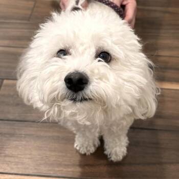 Baron -  Bichon Frise Dog for Adoption in Reno, Nevada - Baron | PetCurious