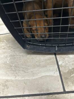 Asher -  Mixed Breed Dog for Adoption in Mobile, Alabama - Asher | PetCurious