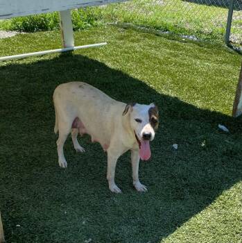 Marinara -  Pit Bull Terrier Dog for Adoption in Morgantown, Kentucky - Marinara | PetCurious