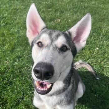 Siberian Husky Dogs Available for Adoption in West Jefferson, Ohio - Zebra | PetCurious