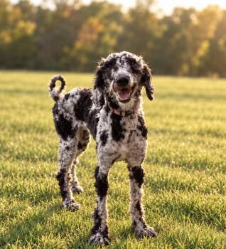 Sophia -  Aussiedoodle Dog for Adoption in Egg Harbor City, New Jersey - Sophia | PetCurious