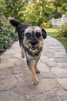 Schnauzer Dogs Available for Adoption - Coco | PetCurious