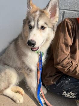 Dandelion $550 -  Husky Dog for Adoption in West Milwaukee, Wisconsin - Dandelion $550 | PetCurious