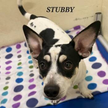 STUBBY -  Chihuahua Dog for Adoption in Bowling Green, Ohio - STUBBY | PetCurious