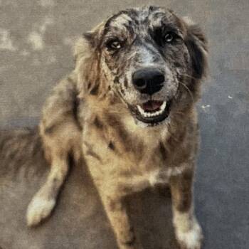 Rescue Australian Shepherd and Mixed Breed Dogs for Adoption in Richmond, California - LAYLA | PetCurious
