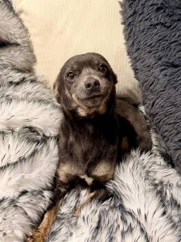 Toby -  Chihuahua Dog for Adoption in North Freedom, Wisconsin - Toby | PetCurious
