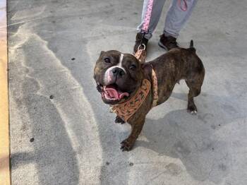 TULIP -  Pit Bull Terrier Dog for Adoption in Antioch, California - TULIP | PetCurious