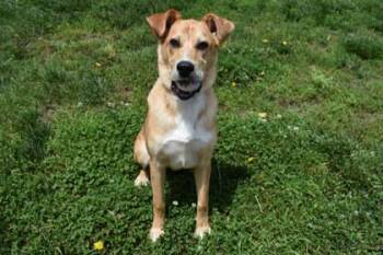 Leon -  Shepherd and Mixed Breed Dog for Adoption in Kansas City, Missouri - Leon | PetCurious