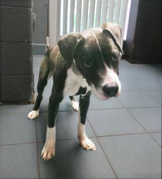 J. Dior Fiercex -  Mixed Breed Dog for Adoption in Nashville, Tennessee - J. Dior Fiercex | PetCurious