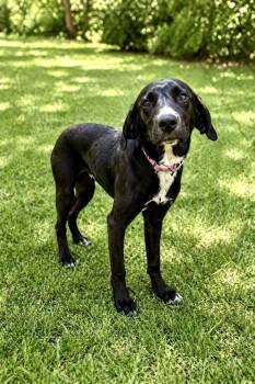 Black Labrador Retriever and Mixed Breed Dogs Available for Adoption in Maryville, Tennessee - Porkchop-Luna | PetCurious