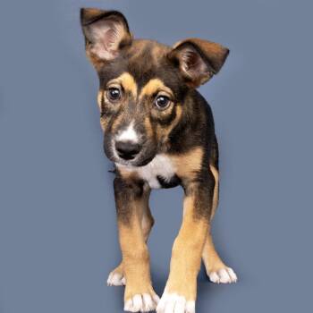 Mixed Breed Dogs Available for Adoption in Franklin, Tennessee - Periwinkle | PetCurious