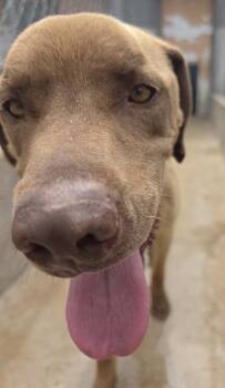 Curtiner / Rover -  Labrador Retriever Dog for Adoption in Broomfield, Colorado - Curtiner / Rover | PetCurious