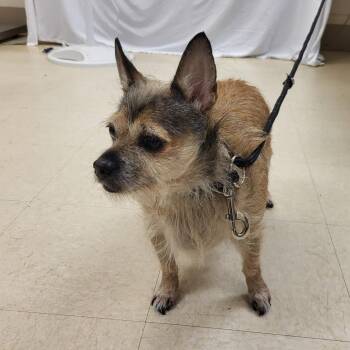 Orson -  Mixed Breed Dog for Adoption in Lake Panasoffkee, Florida - Orson | PetCurious