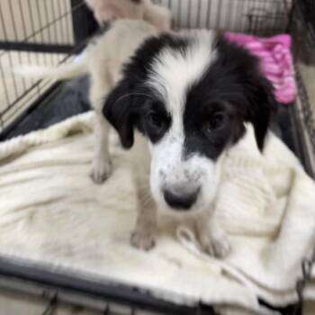 Sydney -  Border Collie and Australian Shepherd Dog for Adoption in Dallas, Texas - Sydney | PetCurious