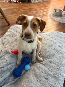 Circe the heeler mix puppy -  Australian Cattle Dog Blue Heeler and Beagle Dog for Adoption in Muskego, Wisconsin - Circe The Heeler Mix Puppy | PetCurious