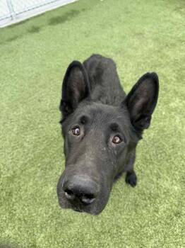 Rescue German Shepherd Dog Dogs for Adoption in Liberty, Missouri - Omen | PetCurious