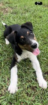Zelda -  Terrier Dog for Adoption in Plumerville, Arkansas - Zelda | PetCurious