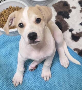 Romeo -  Labrador Retriever Dog for Adoption in Momence, Illinois - Romeo | PetCurious