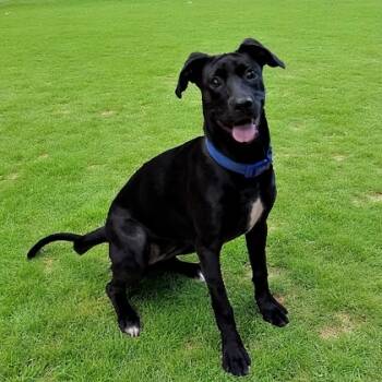 Rescue Labrador Retriever and Mixed Breed Dogs for Adoption in Cumberland, Maryland - Phoebe | PetCurious