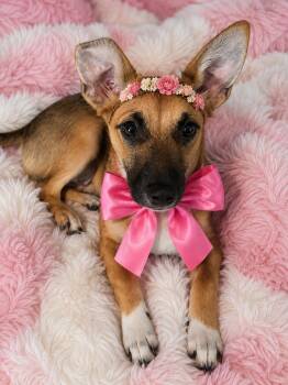 Chihuahua and Dachshund Dogs Available for Adoption in Mount Laurel Township, New Jersey - Honey Dew | PetCurious