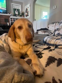 Labrador Retriever Dogs Available for Adoption - Hazel (FOSTERED LOCALLY) | PetCurious