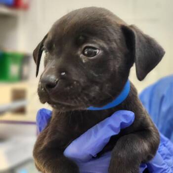 Mixed Breed Dogs Available for Adoption - Smores | PetCurious