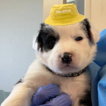 Mixed Breed Dogs Available for Adoption in Flagstaff, Arizona - Bucket | PetCurious