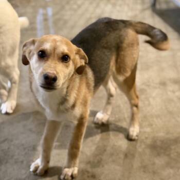 Shepherd Dogs Available for Adoption - Jack | PetCurious