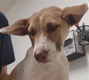 Biscoff -  Australian Cattle Dog Blue Heeler Dog for Adoption in Thousand Oaks, California - Biscoff | PetCurious