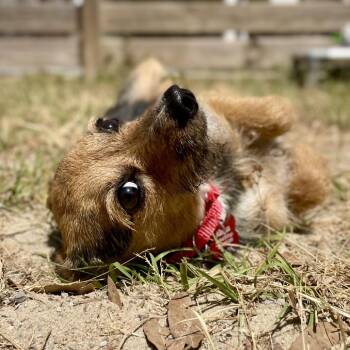 Terrier Dogs Available for Adoption in Freeport, Florida - Dusk | PetCurious