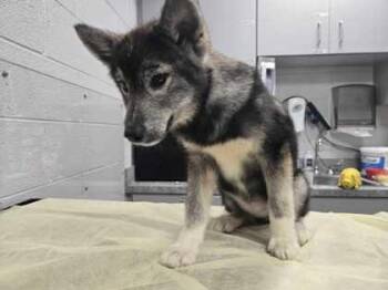 Yote -  Mixed Breed Dog for Adoption in Sevierville, Tennessee - Yote | PetCurious