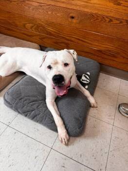 Daisy -  Terrier Dog for Adoption in Waverly, Tennessee - Daisy | PetCurious