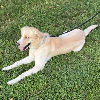 Meet KHILO - Courtesy Posting - Golden Ret/Husky mix - 1 yr old  -  Golden Retriever and Husky Dog for Adoption in Clifton, New Jersey - Meet KHILO - Courtesy Posting - Golden Ret/Husky Mix - 1 Yr Old  | PetCurious