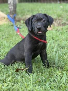 Whimsy -  Labrador Retriever and Golden Retriever Dog for Adoption in Malvern, Pennsylvania - Whimsy | PetCurious