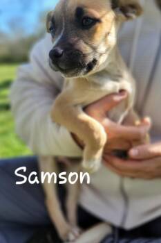 Black Mouth Cur Dogs Available for Adoption in Tallahassee, Florida - Samson | PetCurious