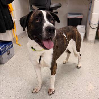 Wyatt -  Mixed Breed Dog for Adoption in Indianapolis, Indiana - Wyatt | PetCurious
