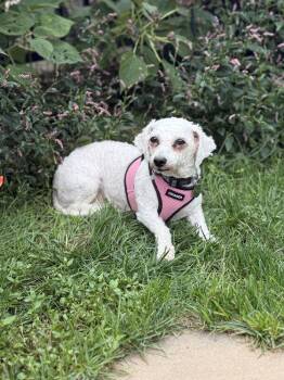 Rescue Bichon Frise Dogs for Adoption in East Greenville, Pennsylvania - Patsy | PetCurious