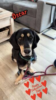 Black And Tan Coonhound Dogs Available for Adoption - Oscar | PetCurious