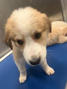 RHEA -  Mixed Breed Dog for Adoption in Dallas, Texas - RHEA | PetCurious