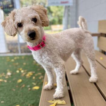 Dolly -  Poodle Dog for Adoption in Fullerton, Pennsylvania - Dolly | PetCurious