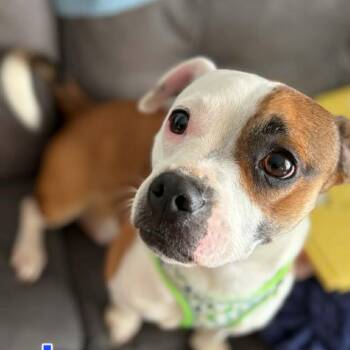 Leo -  Jack Russell Terrier and Dachshund Dog for Adoption in Cedar Rapids, Iowa - Leo | PetCurious