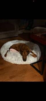 Labrador Retriever and Redbone Coonhound Dogs Available for Adoption in Randolph, Massachusetts - Lover Boy Leo | PetCurious