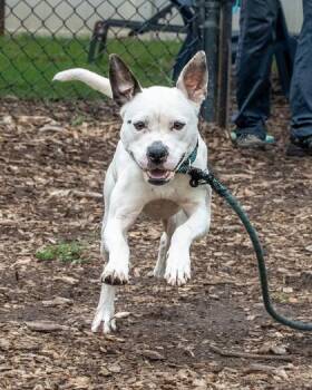 Studgy -  Mixed Breed Dog for Adoption in Chamblee, Georgia - Studgy | PetCurious