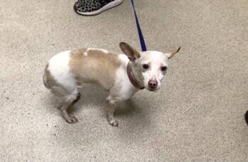 A1936665 -  Chihuahua Dog for Adoption in Riverside, California - A1936665 | PetCurious