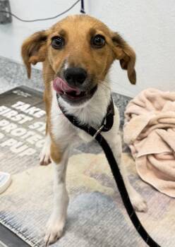 Hope - P -  Hound and Mixed Breed Dog for Adoption in Daytona Beach, Florida - Hope - P | PetCurious