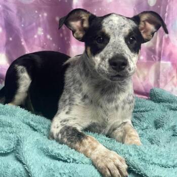 Posh -  Australian Cattle Dog Blue Heeler and Mixed Breed Dog for Adoption in Fort Collins, Colorado - Posh | PetCurious