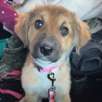 Australian Shepherd and Mixed Breed Dogs Available for Adoption - Kylie D67967 | PetCurious