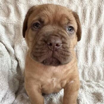 Rescue Dogue De Bordeaux Dogs for Adoption in Ottawa Hills, Ohio - Orca | PetCurious
